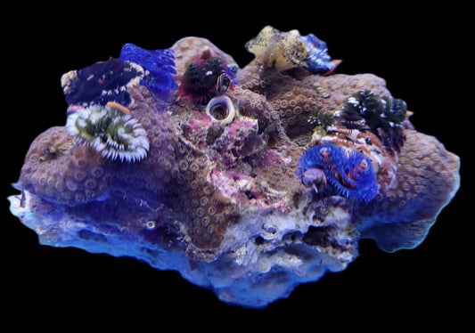 Porites Multicolor