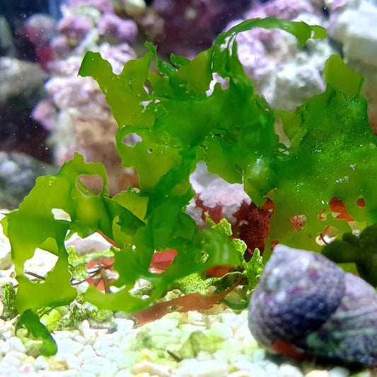 Ulva lactuca – Grüner Meersalat (Nordsee, Mittelmeer) Kleine Portion