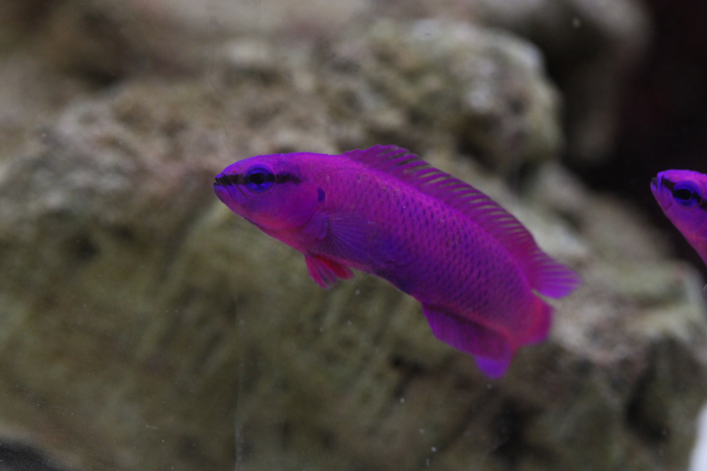 Pseudochromis fridmani - König Salomon Zwergbarsch (Nachzucht)