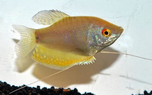 Gurami Opal – Trichopodus trichopterus Opal | Friedlicher, blau schimmernder Labyrinthfisch mit eleganter Zeichnung