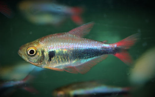 Rot-Blau Peru Salmler – Hyphessobrycon margitae | Farbenfroher Schwarmfisch 3-4cm