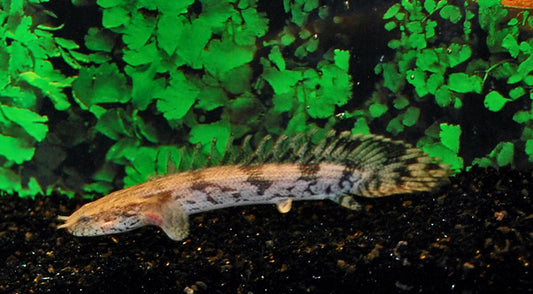 Endlichers Flösselhecht (Polypterus endlicherii)