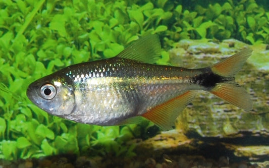 Rautenflecksalmler (Hyphessobrycon anisitsi) M 3–3,5 cm – Friedlicher Schwarmfisch