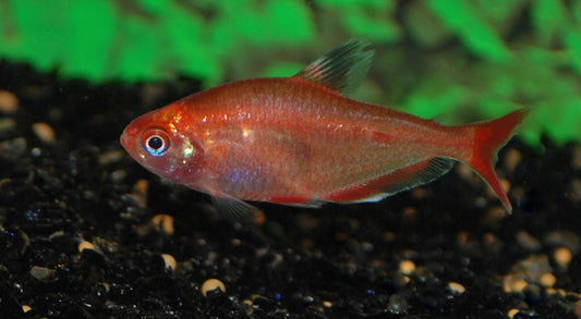 Blutsalmler Rot Gold – Hyphessobrycon eques | Farbintensiver Schwarmfisch  3–3,5 cm