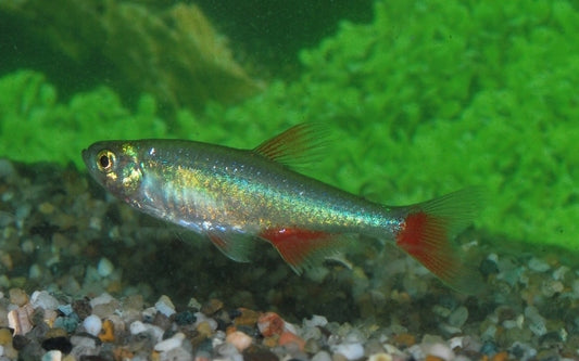 Rotflossensalmler – Aphyocharax anisitsi L 4–4,5 cm | Aktiver Schwarmfisch