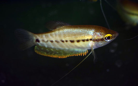 Schaufelfadenfisch – Trichopodus pectoralis | Friedlicher, großflossiger Labyrinthfisch mit silbrigem Schimmer