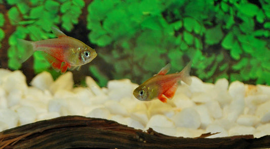 Roter von Rio Orange – Hyphessobrycon flammeus | Farbintensiver Zierfisch 1,5-2cm