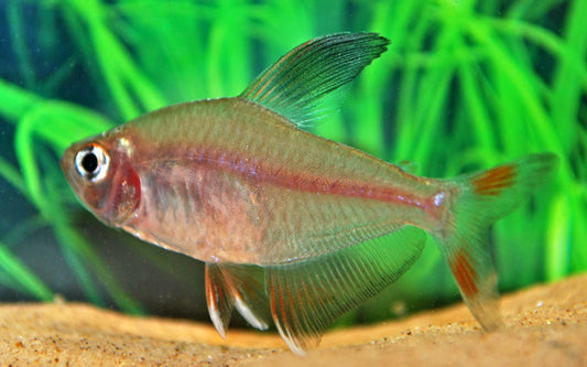 Schmucksalmler – Hyphessobrycon bentosi | Eleganter Schwarmfisch 2,5-3cm