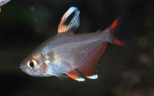 Weißflossen-Schmucksalmler – Hyphessobrycon rosaceus 2,5-3cm