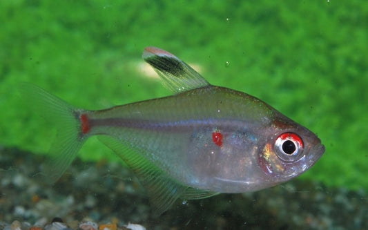 Brasilianischer Kirschflecksalmler – Hyphessobrycon socolofi Wildfang 4-4,5cm