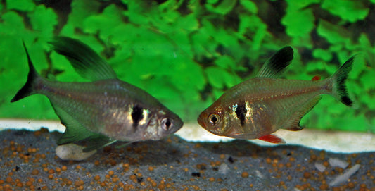 Schwarzer Phantomsalmler – Hyphessobrycon megalopterus | Zierfisch 2-2,5cm
