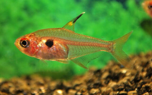 Roter Phantomsalmler – Hyphessobrycon sweglesi | Friedlicher Zierfisch 2-2,5cm