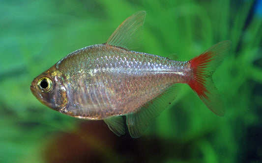 Kolumbien-Salmler – Hyphessobrycon columbianus | Farbenprächtiger Fisch 3-4cm