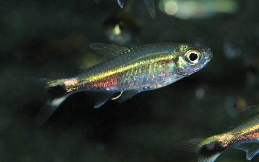 Bassam Salmler – Hemigrammus marginatus M 3–3,5 cm | Friedlicher Schwarmfisch