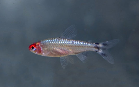 Rotkopfsalmler Diamond – Hemigrammus bleheri M 2–2,5 cm | Leuchtender Schwarmfisch