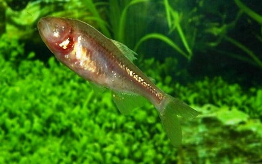 Blinder Höhlensalmler – Astyanax mexicanus M 3–4 cm | Besonderer Höhlenfisch