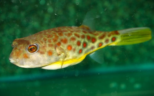 Cross River Kugelfisch  10 - 15cm