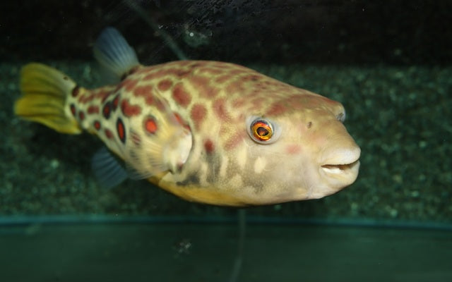 Cross River Kugelfisch  10 - 15cm