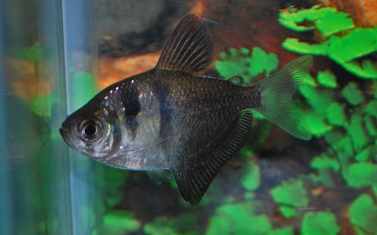 Trauermantelsalmler – Gymnocorymbus ternetzi M 2,5–3 cm | Friedlicher Schwarmfisch