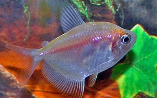 Weißer Trauermantelsalmler – Gymnocorymbus ternetzi White M 2,5–3 cm | Eleganter Schwarmfisch