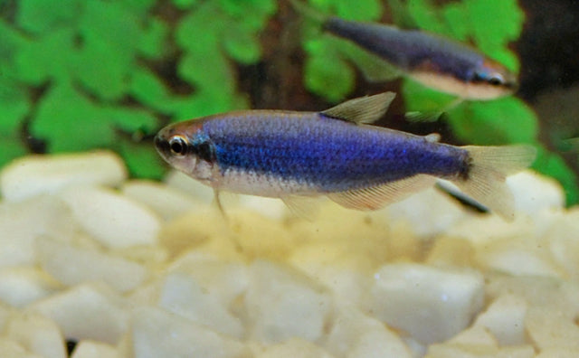 Königssalmler Super Blau – Inpaichthys kerri Super Blue S/M 1,5–2 cm | Leuchtender Schwarmfisch