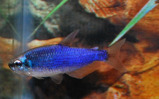 Königssalmler Super Blau – Inpaichthys kerri Super Blue S/M 1,5–2 cm | Leuchtender Schwarmfisch