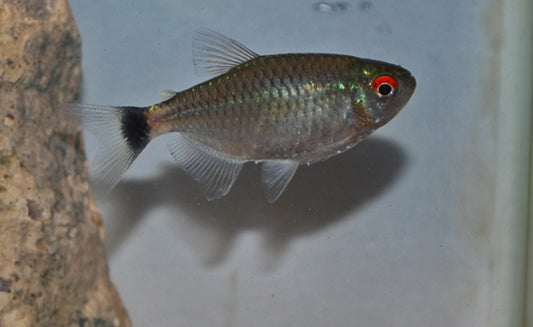 Rotaugen-Moenkhausia – Moenkhausia sanctaefilomenae M 3–4 cm | Aktiver Schwarmfisch