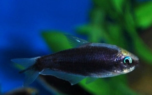 Kaisersalmler Schwarz – Nematobrycon palmeri Black M 2,5–3 cm | Edler Schwarmfisch