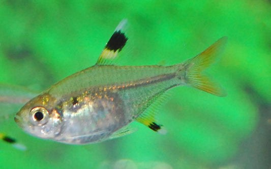Sternflecksalmler – Pristella maxillaris M 2,5–3 cm | Friedlicher Schwarmfisch