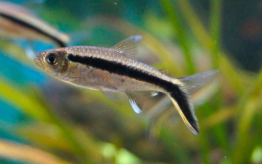 Schrägschwimmer – Thayeria boehlkei M 2,5–3 cm | Friedlicher Schwarmfisch