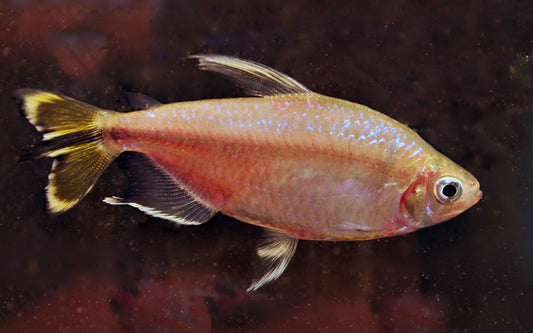 Gelber Kongosalmler – Alestopetersius caudalis M 3–4 cm | Friedlicher Afrikafisch