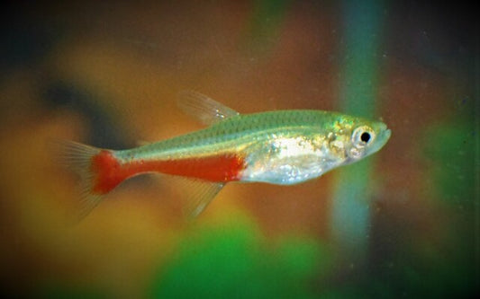Rubinsalmler – Aphyocharax rathbuni L 3–4 cm | Farbenprächtiger Schwarmfisch