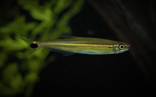 Iguanodectes adujai Wildfang – Südamerikanischer Stromsalmler L 5–6 cm | Rarität aus dem Amazonas