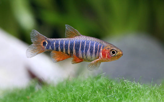 Querstreifen-Zwergbärbling Wildfang – Danio erythromicron M 1,5–2 cm | Farbintensive Rarität aus Myanmar