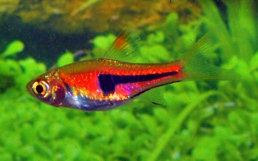 Keilfleckbärbling Rot – Trigonostigma espei S/M 1–1,5 cm | Friedlicher Schwarmfisch für Gesellschaftsaquarien