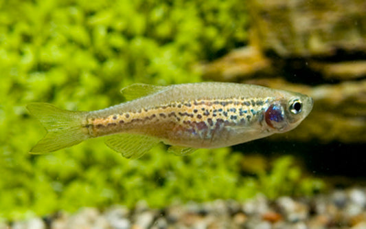 Leopardbärbling – Danio rerio frankei M 2–2,5 cm | Aktiver Schwarmfisch mit Leopardenmuster