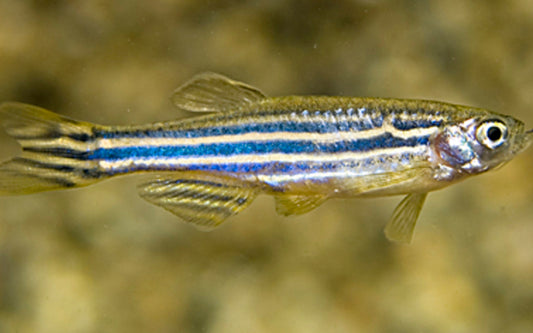 Zebrabärbling – Danio rerio M 2–2,5 cm | Lebhafter Schwarmfisch für Gesellschaftsaquarien