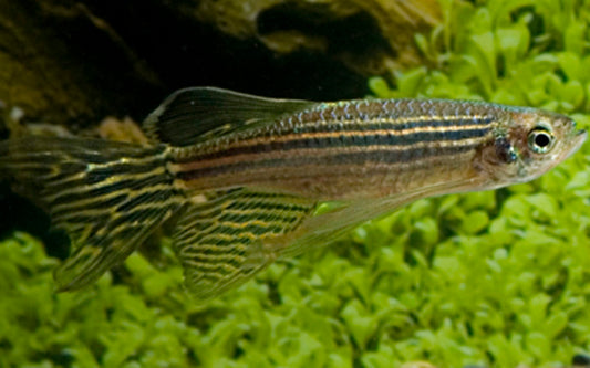 Zebrabärbling Schleier – Danio rerio Longfin M 2–2,5 cm | Eleganter Schwarmfisch mit langen Flossen