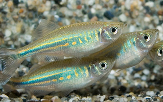 Malabarbärbling – Devario malabaricus M 3,5–4 cm | Aktiver Schwarmfisch mit edlem Glanz