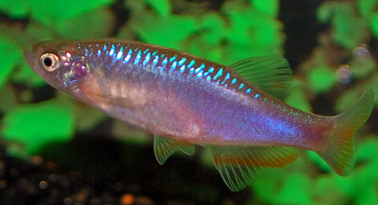 Roseusbärbling – Danio roseus L 3–3,5 cm | Friedlicher Schwarmfisch mit zartrosa Schimmer