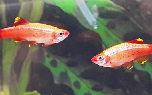 Kardinalfisch Gold – Tanichthys albonubes Gold M 2,5–3 cm | Goldene Zuchtform des beliebten Schwarmfisches