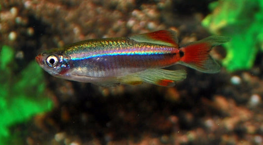 Kardinalfisch Schleier – Tanichthys albonubes Longfin M/L 3–3,5 cm | Elegante Langflossen-Variante