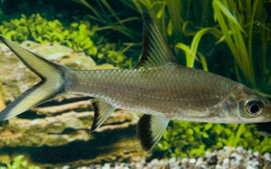 Haibarbe – Balantiocheilus melanopterus M 6–8 cm | Eleganter Schwarmfisch mit Haiflossen-Optik