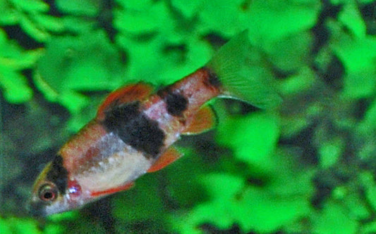 Fünfgürtelbarbe Wildfang – Desmopuntius pentazona M 3–3,5 cm | Friedlicher Schwarmfisch mit markanter Zeichnung
