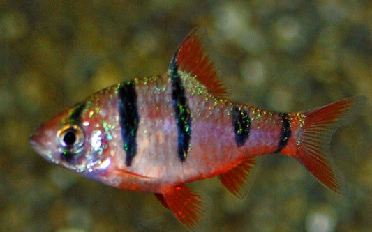 Fünfgürtelbarbe – Desmopuntius pentazona M 3–3,5 cm | Friedlicher Schwarmfisch mit markanten Streifen