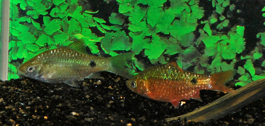 Prachtbarbe – Pethia conchonius M 4–5 cm | Farbenfroher, robuster Schwarmfisch