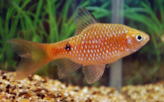 Prachtbarbe Schleier – Pethia conchonius Longfin M 4–5 cm | Elegante Langflossen-Variante