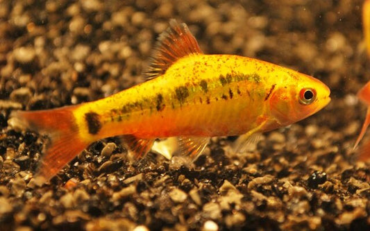 Brokatbarbe Gold – Barbodes schuberti M 3,5–4 cm | Glänzender Schwarmfisch mit goldgrüner Pracht