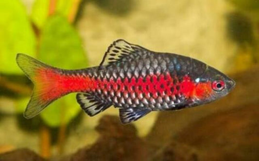Odessabarbe Wildfang – Pethia padamya L 4–4,5 cm | Farbintensive Rarität aus Myanmar