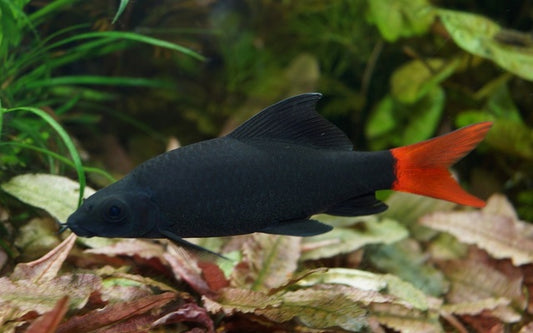 Feuerschwanz-Fransenlipper – Epalzeorhynchos bicolor M 3–5 cm | Markanter Bodenfisch mit rotem Schwanz